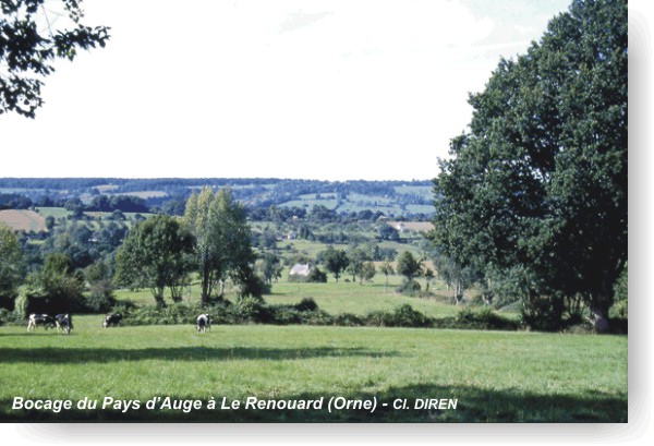 bocage du pays d'Auge